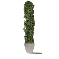 Zdjęcie Wyjątkowe drzewo totem z ustabilizowanego bluszczu