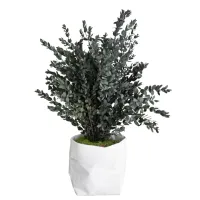 Zdjęcie Topiaria z ustabilizowanego eukaliptusa parvifolia