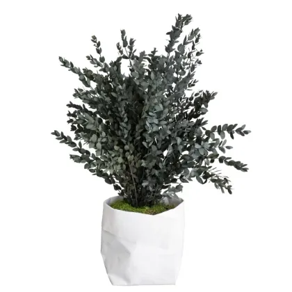Zdjęcie Topiaria z ustabilizowanego eukaliptusa parvifolia