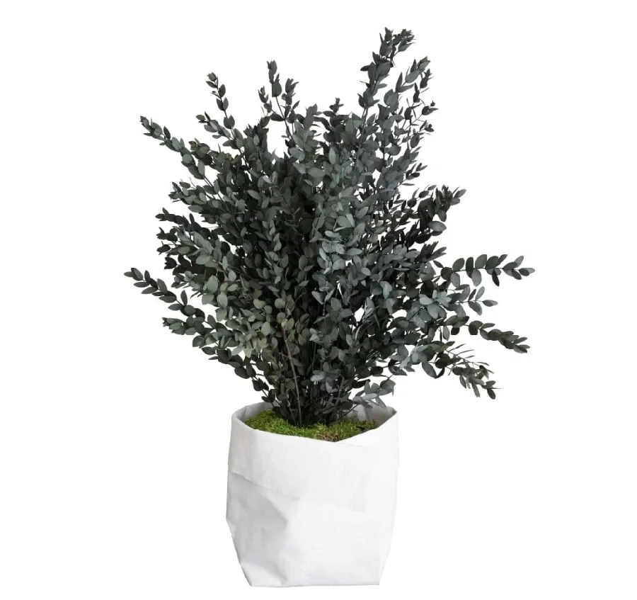 obrazek 1 Topiaria z ustabilizowanego eukaliptusa parvifolia