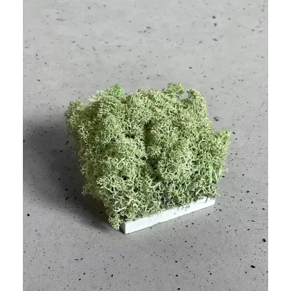 Zdjęcie Wzornik Chrobotek, mech reniferowy islandzki (006 miętowa zieleń) - basic