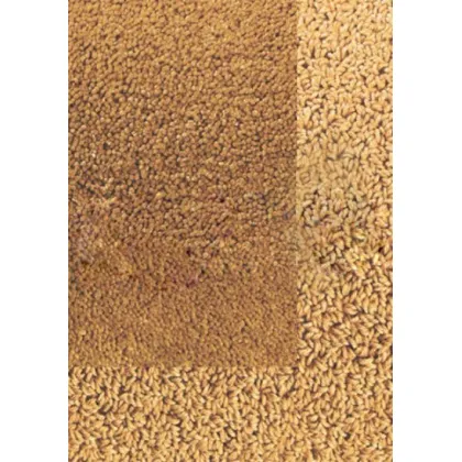 Picture A wonderful orange smooth carpet - TWINSET BORDER IN LOOP PILE 21303