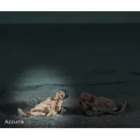 Zdjęcie Porcelanowa nimfa wodna - Sibania