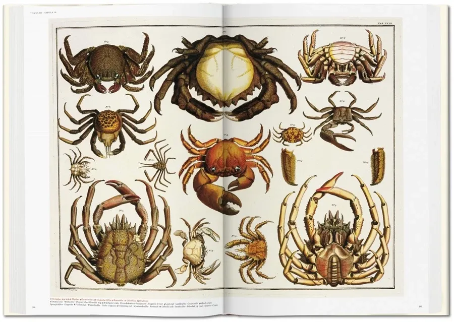 obrazek 11 Książka Albertus Seba. Cabinet of Natural Curiosities - Taschen