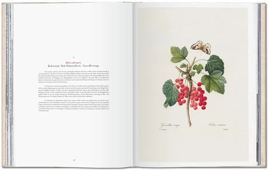 obrazek 6 Książka Redouté. Selection of the Most Beautiful Flowers - Taschen