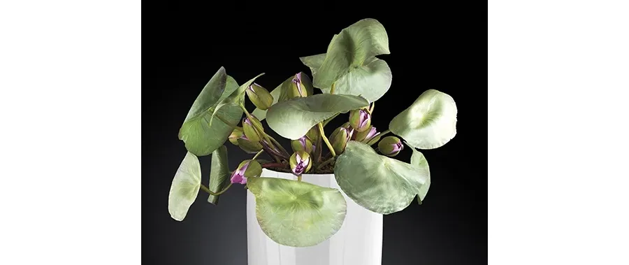 picture 3 Modern set of Lotus flowers to the apartment Luxury Products