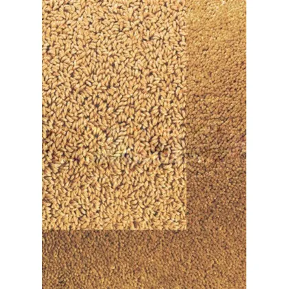 Picture Stylish orange smooth carpet - TWINSET BORDER IN CUT PILE 21203