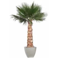 Zdjęcie Dekoracja – ustabilizowana palma Washingtonia