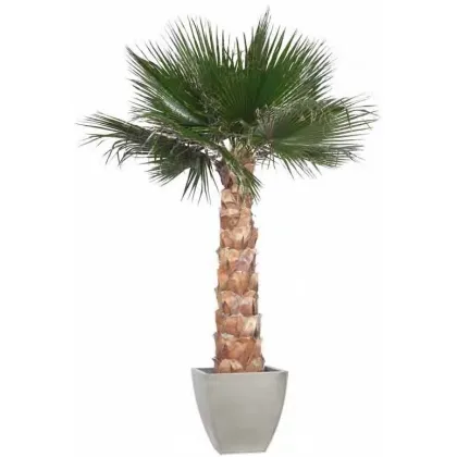 Zdjęcie Dekoracja – ustabilizowana palma Washingtonia