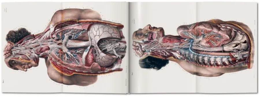 obrazek 5 Książka Bourgery. Atlas anatomii i chirurgii człowieka - Taschen