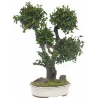 Zdjęcie Dekoracyjne Bonsai z konserwowanego pitosporum