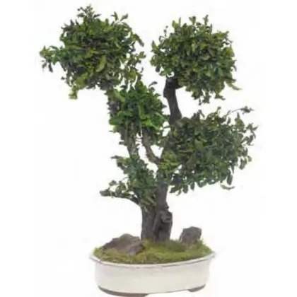 Zdjęcie Dekoracyjne Bonsai z konserwowanego pitosporum