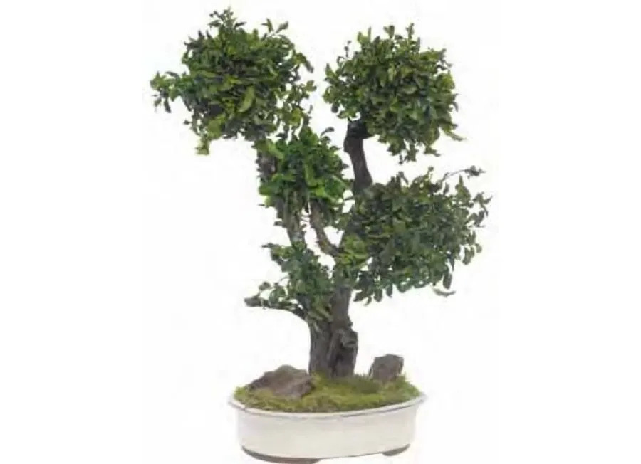 obrazek 1 Dekoracyjne Bonsai z konserwowanego pitosporum
