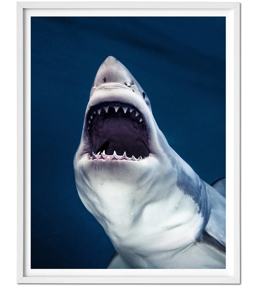 obrazek 4 Książka Michael Muller. Sharks, Art Edition No. 1–100 ‘Tear You Apart’ - Taschen