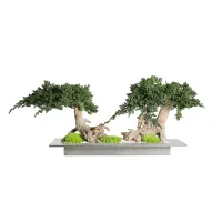 Zdjęcie Dekoracja – stabilizowane drzewko Bonsai z jałowca alpejskiego