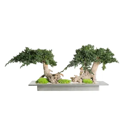 Zdjęcie Dekoracja – stabilizowane drzewko Bonsai z jałowca alpejskiego