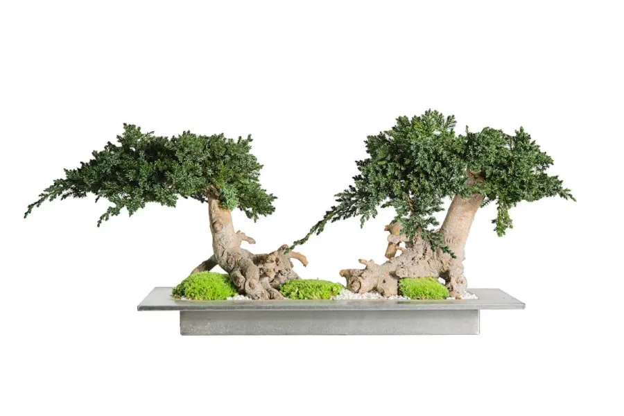 obrazek 1 Dekoracja – stabilizowane drzewko Bonsai z jałowca alpejskiego