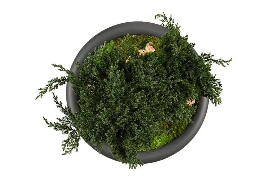 obrazek 9 Stylowe Bonsai z konserwowanego jałowca