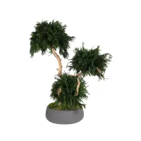 Zdjęcie Stabilizowane drzewko Bonsai Lycopodium