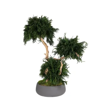 Zdjęcie Stabilizowane drzewko Bonsai Lycopodium