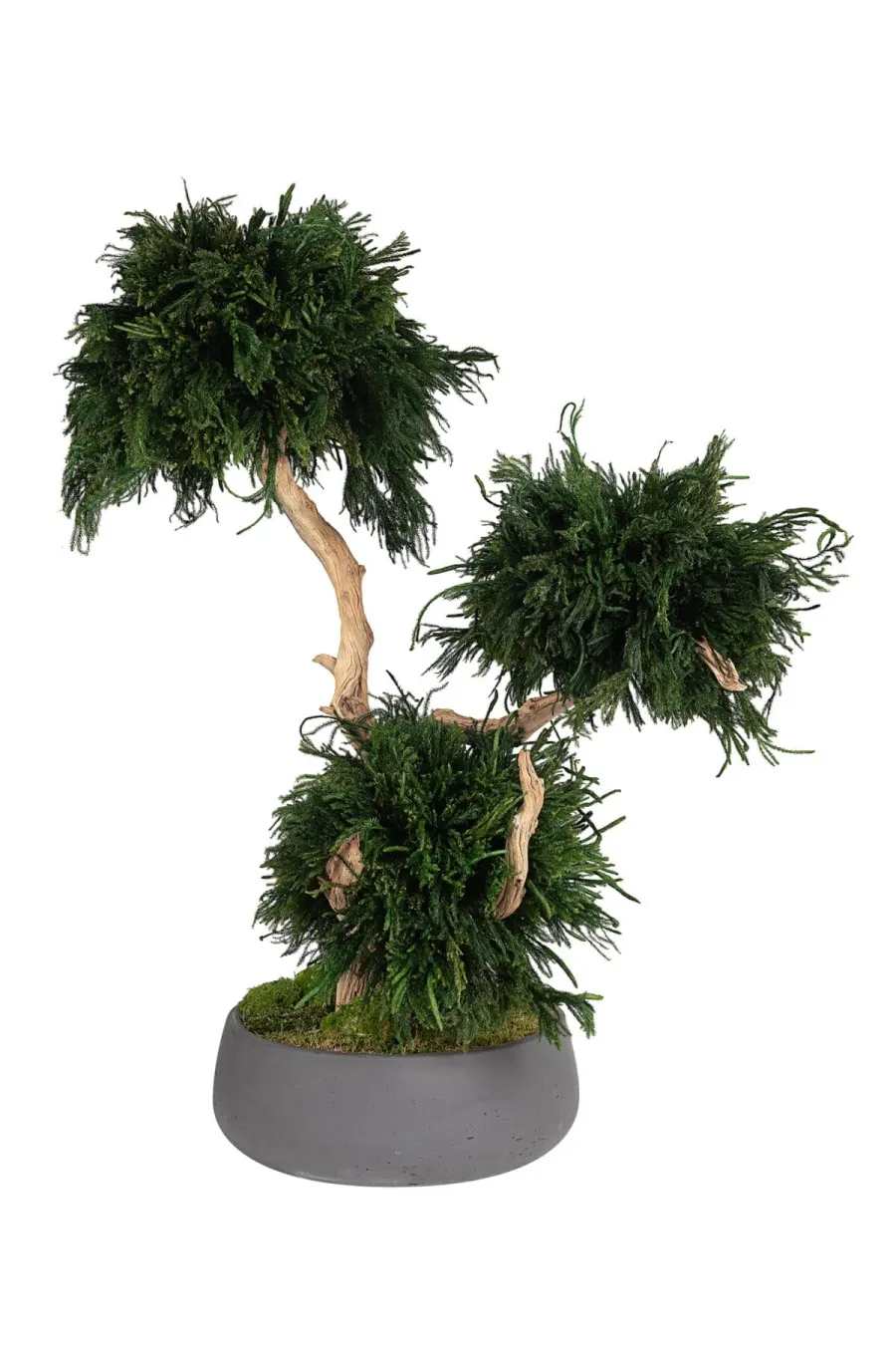 obrazek 1 Stabilizowane drzewko Bonsai Lycopodium