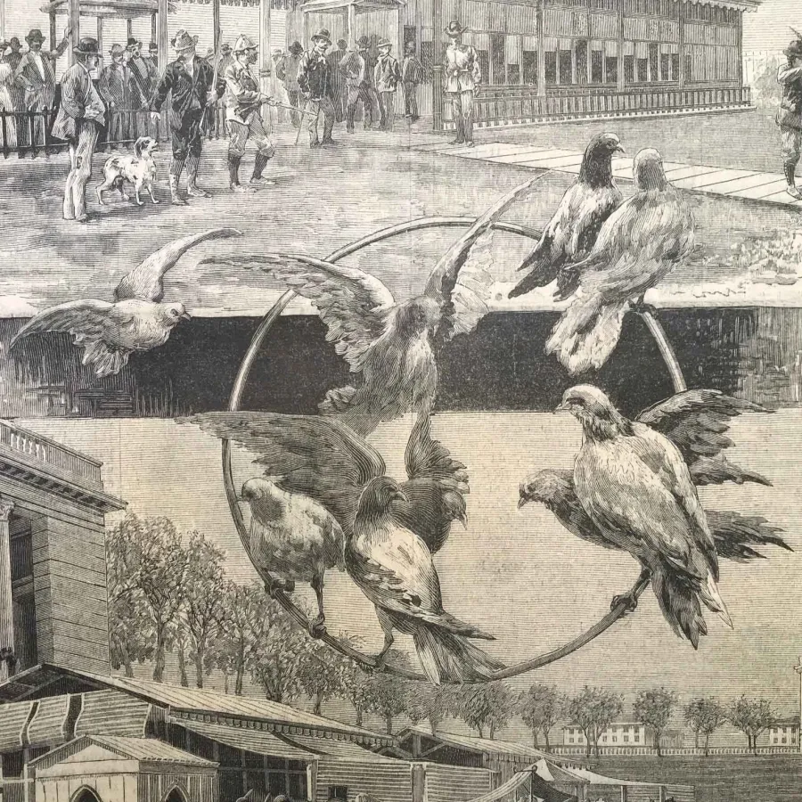 obrazek 3 Antyczna grafika o strzelaniu do siatkówki i strzelaniu do gołębi z 1893 r.