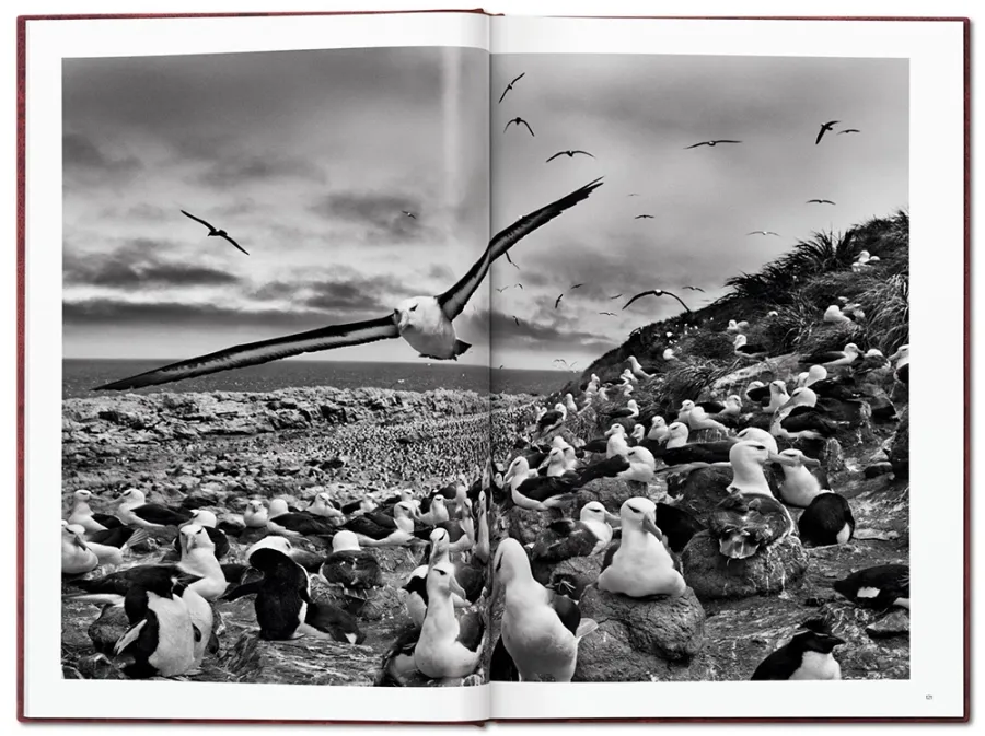 obrazek 2 Książka Sebastião Salgado. GENESIS, Art Edition No. 1–100 ‘Two Mursi Women, Omo Valley, Ethiopia’ - Taschen