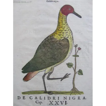 Zdjęcie Antyczny wydruk - Calydri Nigra XVII-wieczny drzeworyt, akwarelowy