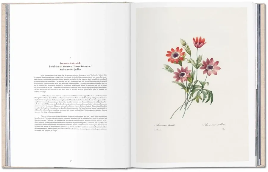 obrazek 3 Książka Redouté. Selection of the Most Beautiful Flowers - Taschen