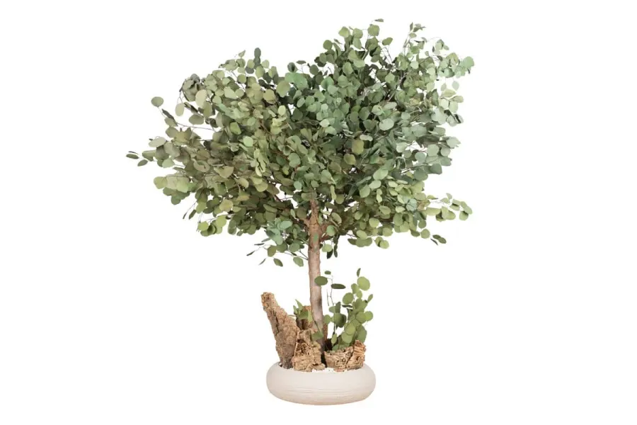 obrazek 2 Stabilizowane mini drzewo Eucalyptus Populus