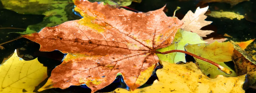 obrazek 3 Nowoczesne lustro specjalnej edycji inspirowane opadłymi jesiennymi liśćmi – Insidherland