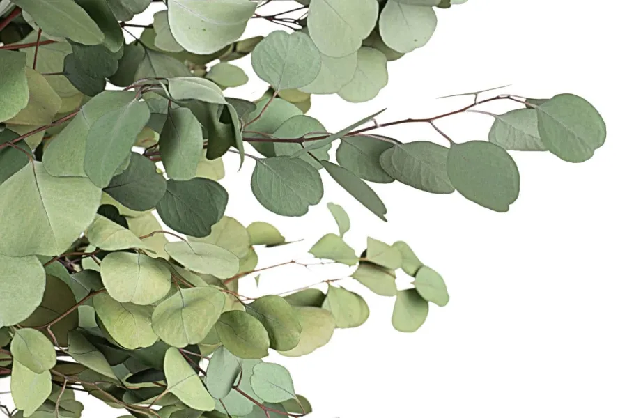 obrazek 5 Stabilizowane mini drzewo Eucalyptus Populus