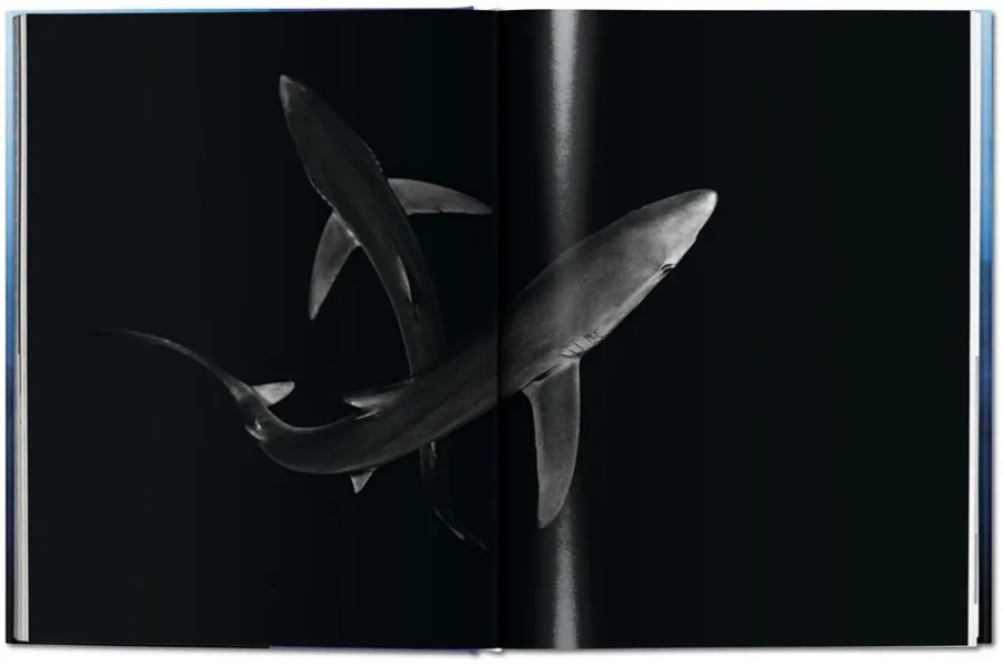obrazek 10 Książka Michael Muller. Sharks. Face-to-Face with the Ocean’s Endangered Predator - Taschen