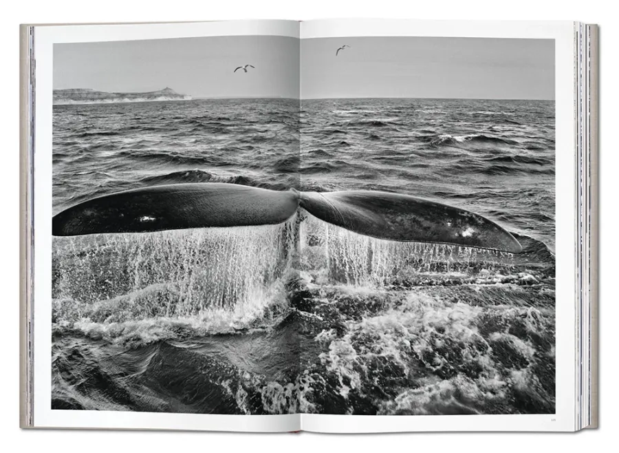 obrazek 7 Książka Sebastião Salgado. GENESIS - Taschen