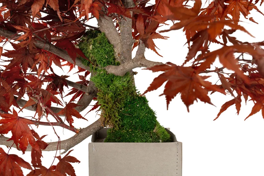 obrazek 2 Stabilizowane Bonsai z klonu japońskiego – stylowa dekoracja