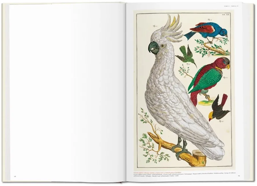 obrazek 5 Książka Albertus Seba. Cabinet of Natural Curiosities - Taschen