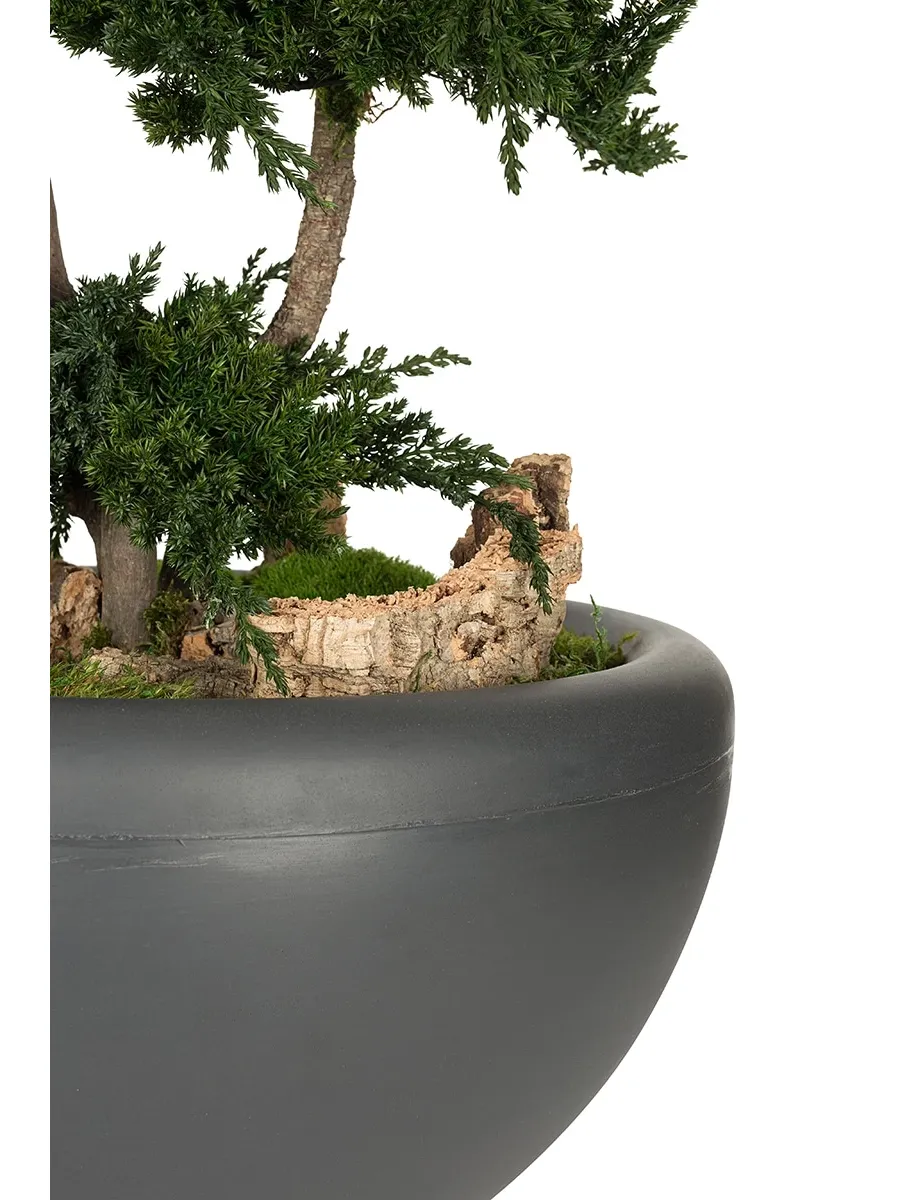 obrazek 7 Stylowe Bonsai z konserwowanego jałowca
