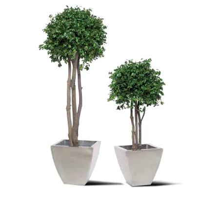 Zdjęcie Ustabilizowane drzewko Pittosporum tenuifolium