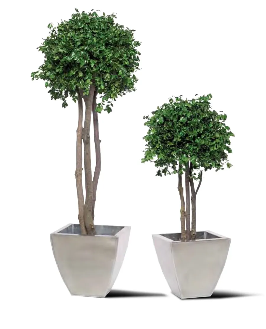 obrazek 1 Ustabilizowane drzewko Pittosporum tenuifolium