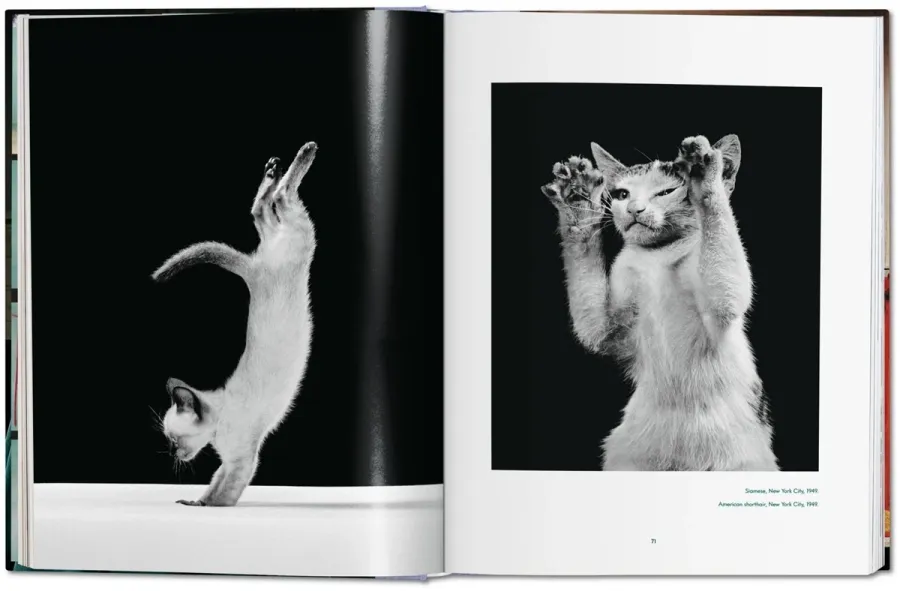 obrazek 3 Książka Walter Chandoha. Cats. Photographs 1942–2018 - Taschen