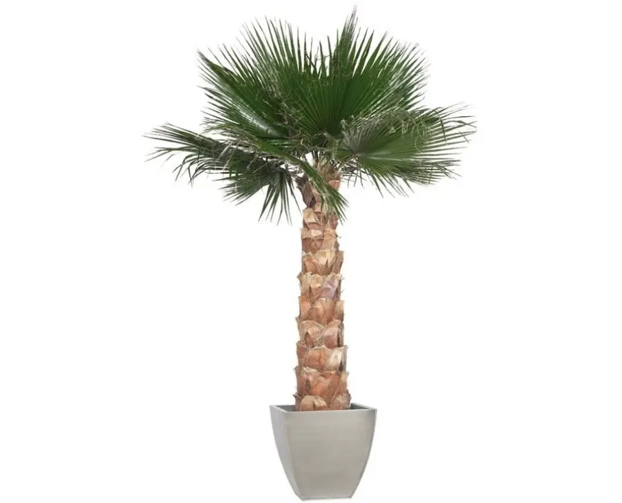 obrazek 4 Dekoracja – ustabilizowana palma Washingtonia