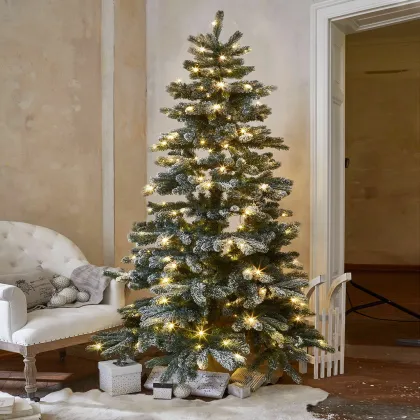 Zdjęcie Choinka Mannier