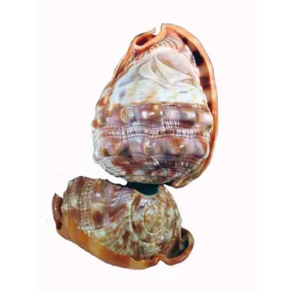 Picture A stylish lamp in the shape of a shell