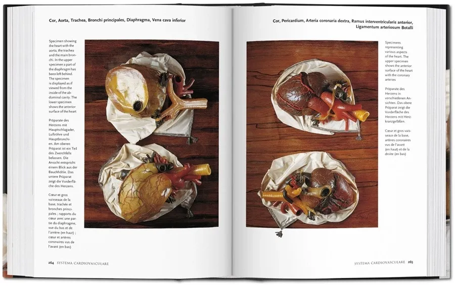 obrazek 6 Książka Encyclopaedia Anatomica - Taschen