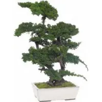 Zdjęcie Stylowe Bonsai z konserwowanego jałowca