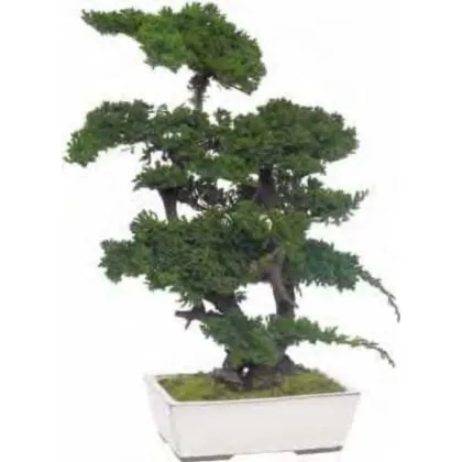 Zdjęcie Stylowe Bonsai z konserwowanego jałowca