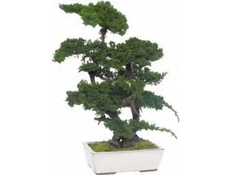 obrazek 1 Stylowe Bonsai z konserwowanego jałowca