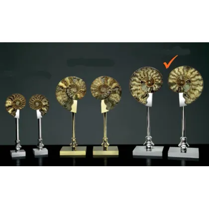 Picture A luxurious pair of ammonites on a brass nickel base