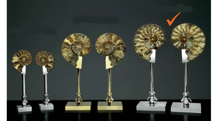 picture 1 A luxurious pair of ammonites on a brass nickel base