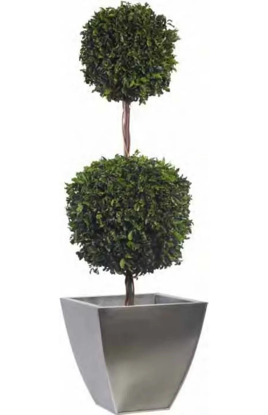 obrazek 1 Podwójna forma cięta z ustabilizowanego pittosporum